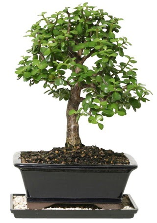 15 cm civar Zerkova bonsai bitkisi  Bartn iek siparii sitesi 