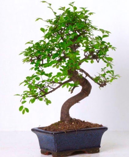 S gvdeli bonsai minyatr aa japon aac  Bartn iek gnderme sitemiz gvenlidir 