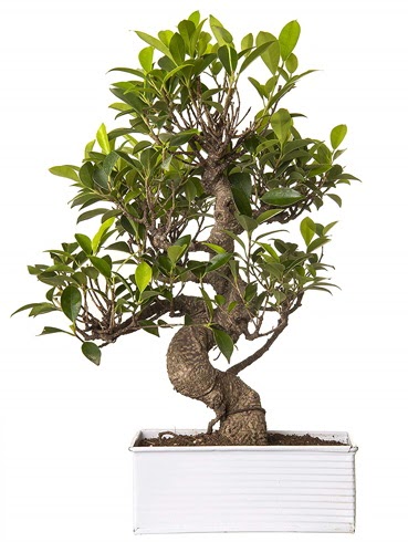 Exotic Green S Gvde 6 Year Ficus Bonsai  Bartn iek gnderme sitemiz gvenlidir 
