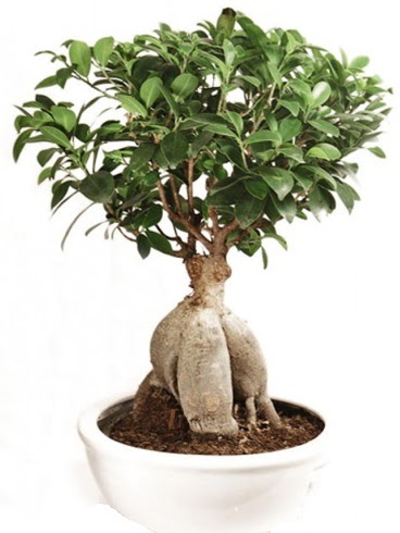 Ginseng bonsai japon aac ficus ginseng  Bartn nternetten iek siparii 