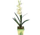 Özel Yapay Orkide Beyaz   Bartın online çiçekçi , çiçek siparişi 