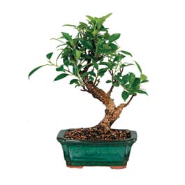  Bartn iek siparii sitesi  ithal bonsai saksi iegi  Bartn iek online iek siparii 