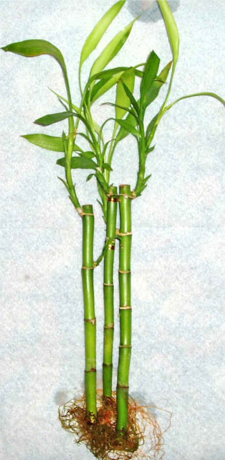 Lucky Bamboo 3 adet vazo hediye edilir   Bartn cicek , cicekci 