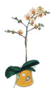  Bartın online çiçek gönderme sipariş  Phalaenopsis Orkide ithal kalite
