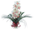  Bartın çiçek siparişi sitesi  Dal orkide ithal iyi kalite