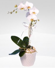 1 dallı orkide saksı çiçeği  Bartın online çiçekçi , çiçek siparişi 