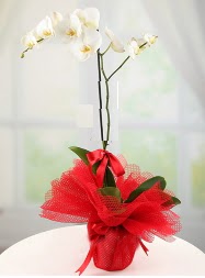1 dal beyaz orkide saksı çiçeği  Bartın yurtiçi ve yurtdışı çiçek siparişi 