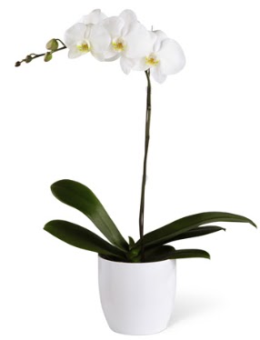 1 dallı beyaz orkide  Bartın 14 şubat sevgililer günü çiçek 