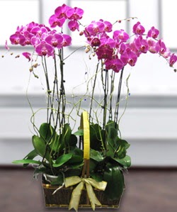 4 dallı mor orkide  Bartın güvenli kaliteli hızlı çiçek 