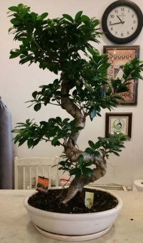 100 cm yüksekliğinde dev bonsai japon ağacı  Bartın İnternetten çiçek siparişi 