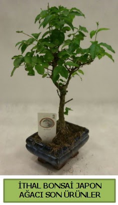 İthal bonsai japon ağacı bitkisi  Bartın hediye sevgilime hediye çiçek 