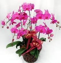 Sepet içerisinde 5 dallı lila orkide  Bartın ucuz çiçek gönder 