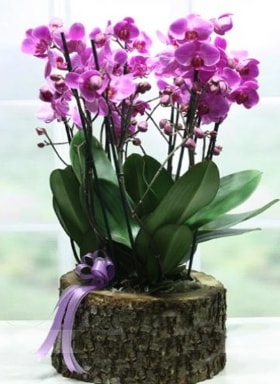 Kütük içerisinde 6 dallı mor orkide  Bartın ucuz çiçek gönder 