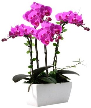 Seramik vazo içerisinde 4 dallı mor orkide  Bartın çiçek satışı 