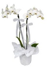 2 dallı beyaz orkide  Bartın güvenli kaliteli hızlı çiçek 