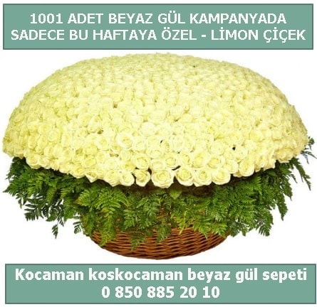 1001 adet beyaz gül sepeti özel kampanyada  Bartın çiçek gönderme sitemiz güvenlidir 