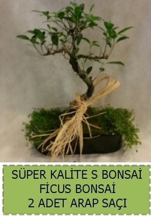 Ficus S Bonsai ve arap saçı  Bartın çiçekçi telefonları 