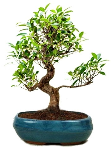 25 cm ile 30 cm aralığında Ficus S bonsai  Bartın çiçek gönderme sitemiz güvenlidir 