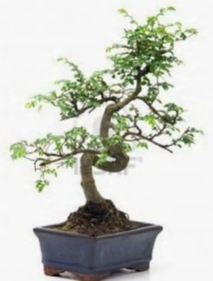 S gövde bonsai minyatür ağaç japon ağacı  Bartın çiçek satışı 